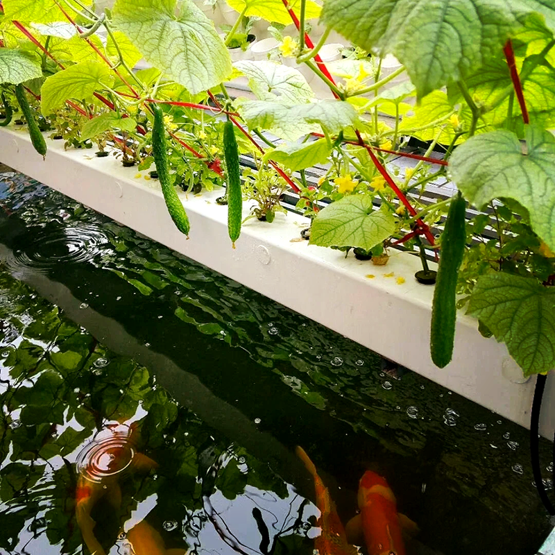 台州市智慧农业鱼菜共生 - 哪里好